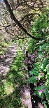 Plants: image 24 Of 208 Thumb